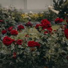 Big Blooming Fresh Red Rose Tree for Landscape - 50 Seeds Big Blooming Fresh Red Rose Tree for Landscape - 50 Seeds