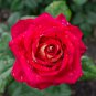 Big Blooming Fresh Red Rose Tree for Landscape - 50 Seeds