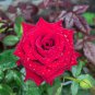 Big Blooming Fresh Red Rose Tree for Landscape - 50 Seeds