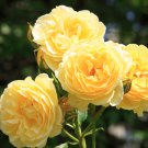 Big Blooming Yellow Turbine-like Climbing Rose - 50 Seeds