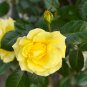 Big Blooming Yellow Turbine-like Climbing Rose - 50 Seeds