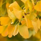 Maidenhair Fossil Tree Gingko Biloba - 5 Seeds Maidenhair Fossil Tree Gingko Biloba - 5 Seeds