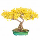 Maidenhair Ginkgo biloba Tree Seeds Japanese Bonsai Unique Ornamental - 20 Seeds