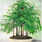 'Grove' Dawn Redwood Bonsai Tree F1 - 50 Seeds 'Grove' Dawn Redwood Bonsai Tree F1 - 50 Seeds