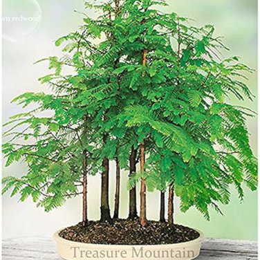'Grove' Dawn Redwood Bonsai Tree F1 - 50 Seeds