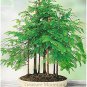 'Grove' Dawn Redwood Bonsai Tree F1 - 50 Seeds