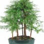 'Grove' Dawn Redwood Bonsai Tree F1 - 50 Seeds