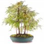 'Grove' Dawn Redwood Bonsai Tree F1 - 50 Seeds