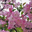 Malus Halliana - 50 Seeds Malus Halliana - 50 Seeds