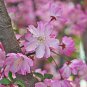 Malus Halliana - 50 Seeds