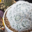 Mammillaria Plumosa Feather Cactus  - 10 Seeds