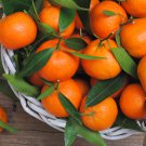 Mandarin Orange Dwarf - 30 Seeds