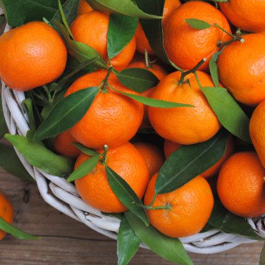Mandarin Orange Dwarf - 30 Seeds