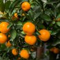 Mandarin Orange Dwarf - 30 Seeds