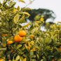 Mandarin Orange Dwarf - 30 Seeds