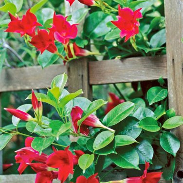Mandevilla Sanderi Red Flowers - 100 Seeds