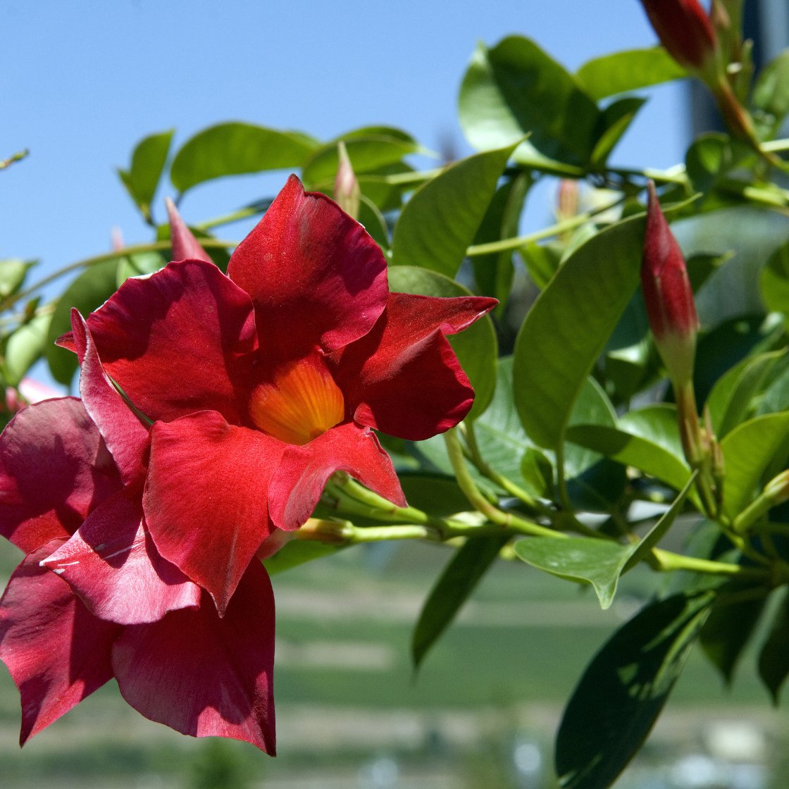 100pcs / Sac Mandevilla Sanderi -Dipladenia Graines De, Bonsai Usine De Fleur Pour La Maison