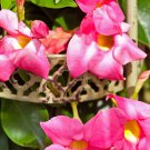 Mandevilla potted balcony DIY home garden planting flowers Beautiful Flower - 12 Mandevilla potted balcony DIY home garden planting flowers Beautiful Flower - 12