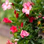 Mandevilla potted balcony DIY home garden planting flowers Beautiful Flower - 12
