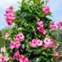 Mandevilla potted balcony DIY home garden planting flowers Beautiful Flower - 12