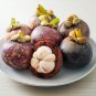Mangosteen Tropical Sour Sweet Fruit Garden Plants Tree Bonsai - 50 Seeds