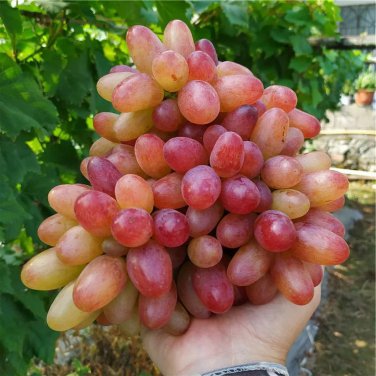 Manicure Finger Grape Garden Plant Seedling  - 100 Seeds