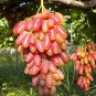 Manicure Finger Grape Garden Plant Seedling - 100 Seeds