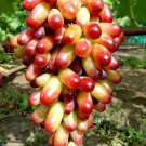 Manicure Finger Grape Organic - 15 Seeds Manicure Finger Grape Organic - 15 Seeds
