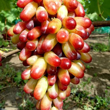 Manicure Finger Grape Organic - 15 Seeds