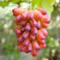 Manicure Finger Grape Organic - 15 Seeds