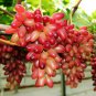 Manicure Finger Grape Organic - 15 Seeds