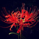 manjusaka mandarava Beautiful Flower Planting - 200 Seeds