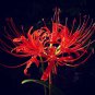manjusaka mandarava Beautiful Flower Planting - 200 Seeds