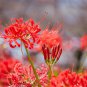 manjusaka mandarava Beautiful Flower Planting - 200 Seeds