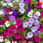 Many Color Hanging Petunia Bonsai - 200 Seedss