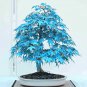 Maple Tree Palatum Bonsai - 20 Seeds