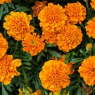 Marigold African Crackerjack Yellow -  30 Seeds