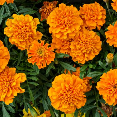 Marigold African Crackerjack Yellow -  30 Seeds