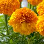 Marigold African Crackerjack Yellow -  30 Seeds