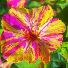 Marvel of Peru Flower - 20 Seeds Marvel of Peru Flower - 20 Seeds