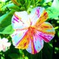 Marvel of Peru Flower - 20 Seeds