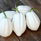 Mashed Potato Squash - 50 Seeds