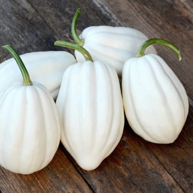 Mashed Potato Squash - 50 Seeds