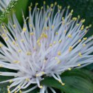 Massonia pustulata  - 3 Seeds