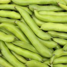 Masterpiece Green Broad Bean - 5 Seeds Masterpiece Green Broad Bean - 5 Seeds