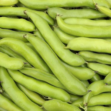 Masterpiece Green Broad Bean - 5 Seeds