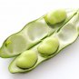Masterpiece Green Broad Bean - 5 Seeds