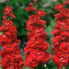 Matthiola Incana Mixed Hoary Stock - 50 Seeds Matthiola Incana Mixed Hoary Stock - 50 Seeds