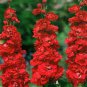 Matthiola Incana Mixed Hoary Stock - 50 Seeds