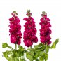 Matthiola Incana Mixed Hoary Stock - 50 Seeds